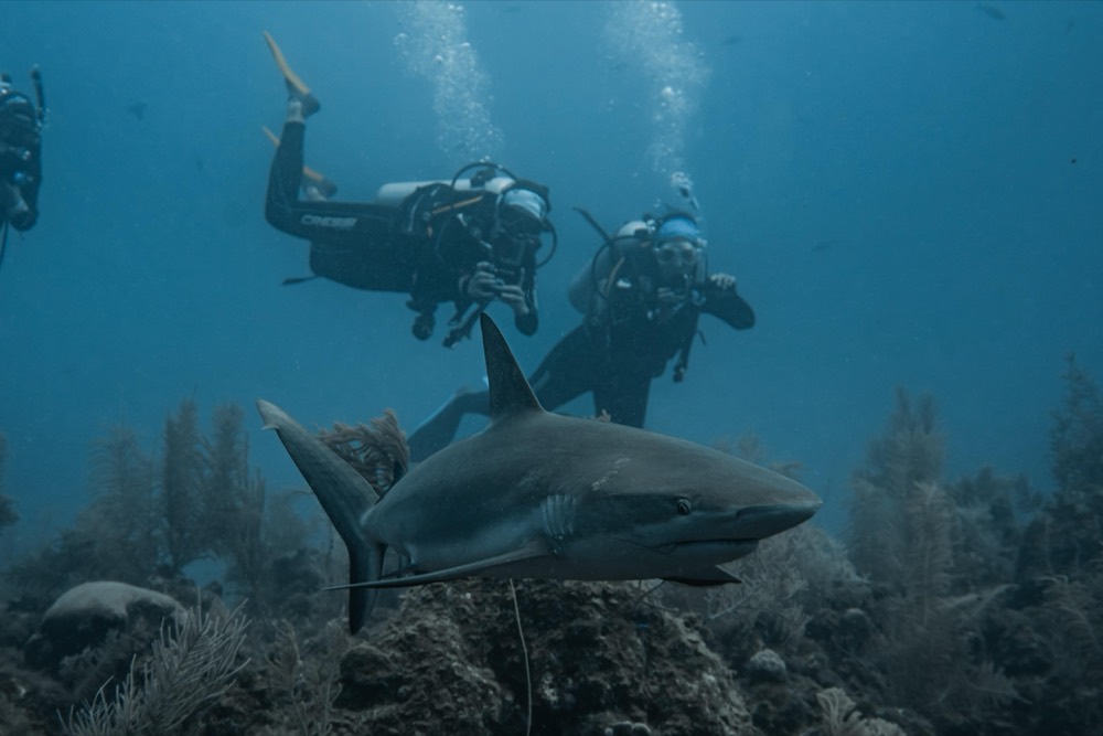 Tiburones