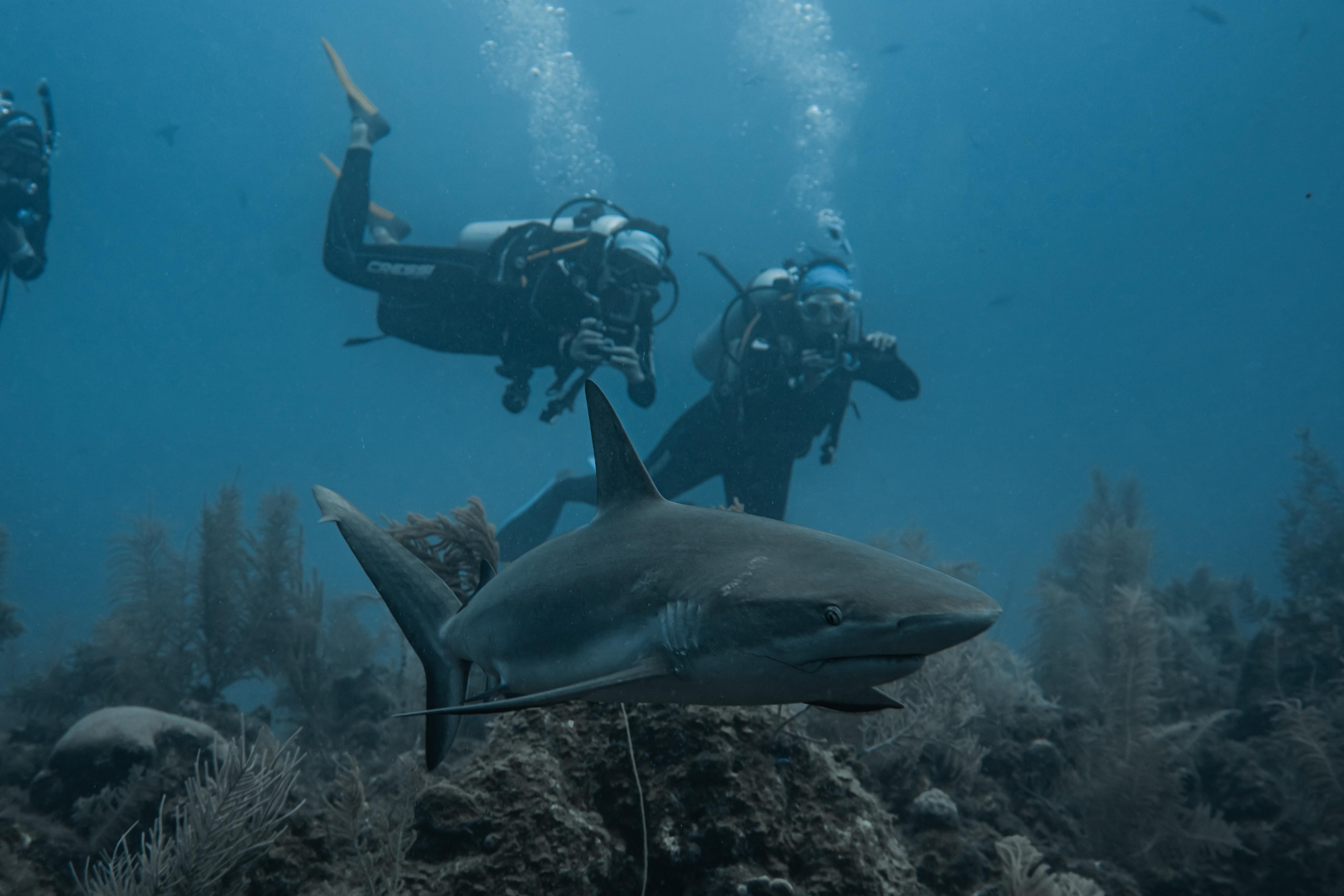 Tiburones